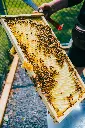 alveole-buzz-yVZsQ06F-AI-unsplash.webp